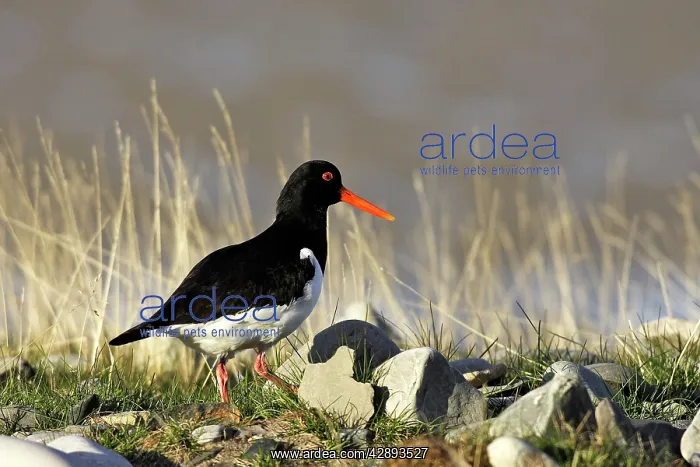 : Oystercatcher : Oystercatcher