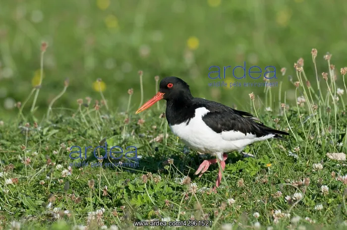 : Oystercatcher : Oystercatcher