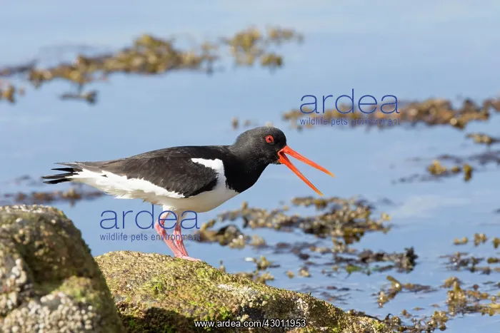 : Oystercatcher : Oystercatcher