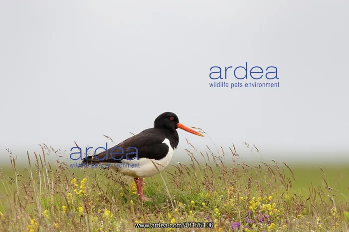 : Oystercatcher : Oystercatcher