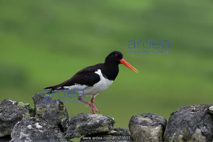 : Oystercatcher : Oystercatcher