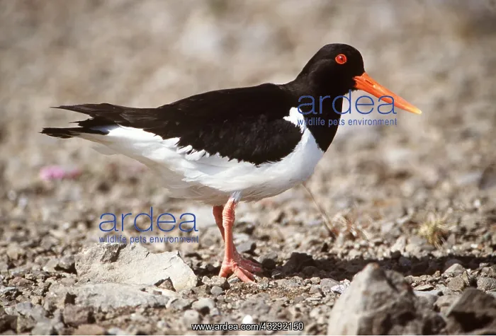 : OYSTERCATCHER : OYSTERCATCHER