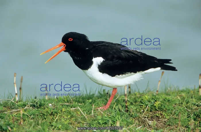 : OYSTERCATCHER - adult calling, alarm call : OYSTERCATCHER - adult calling, alarm call