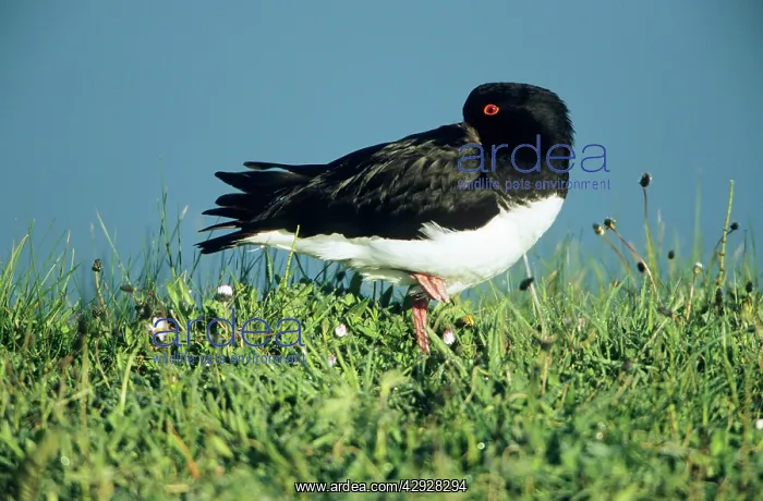 : OYSTERCATCHER - Adult resting : OYSTERCATCHER - Adult resting
