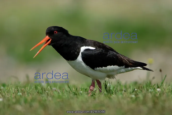  : Oystercatcher - bird calling alarm cry