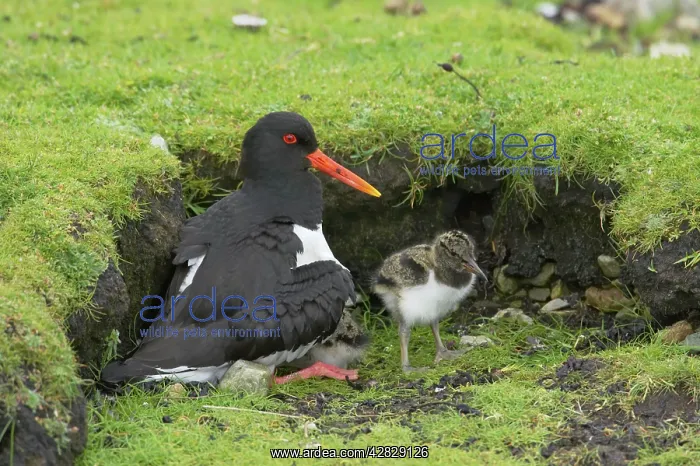 : Oystercatcher - brooding chicks : Oystercatcher - brooding chicks