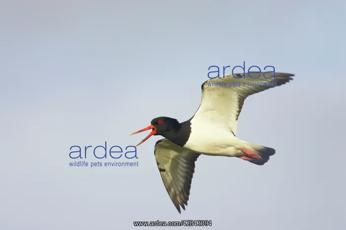 : Oystercatcher - calling in flight : Oystercatcher - calling in flight