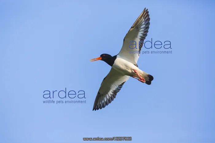 : Oystercatcher - calling in flight, Island of Texel : Oystercatcher - calling in flight, Island of Texel