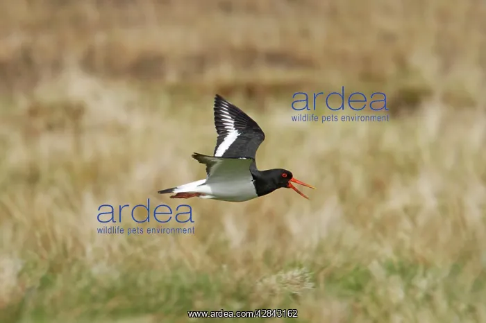: Oystercatcher - calling in flight over moorland : Oystercatcher - calling in flight over moorland