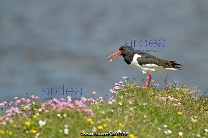 : Oystercatcher - calling from amongst flowers : Oystercatcher - calling from amongst flowers