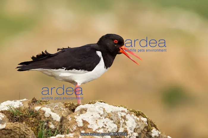 : Oystercatcher - calling out to mark territory : Oystercatcher - calling out to mark territory