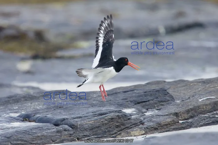  : Oystercatcher - Calling whilst landing on rocky