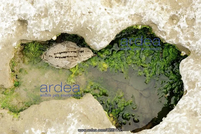 : Oystercatcher - chick in rock pool : Oystercatcher - chick in rock pool