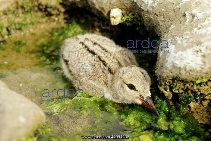 : Oystercatcher - chick in rock pool : Oystercatcher - chick in rock pool