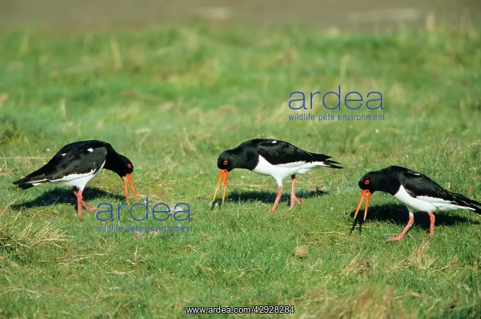 : OYSTERCATCHER - Communal piping displaying : OYSTERCATCHER - Communal piping displaying