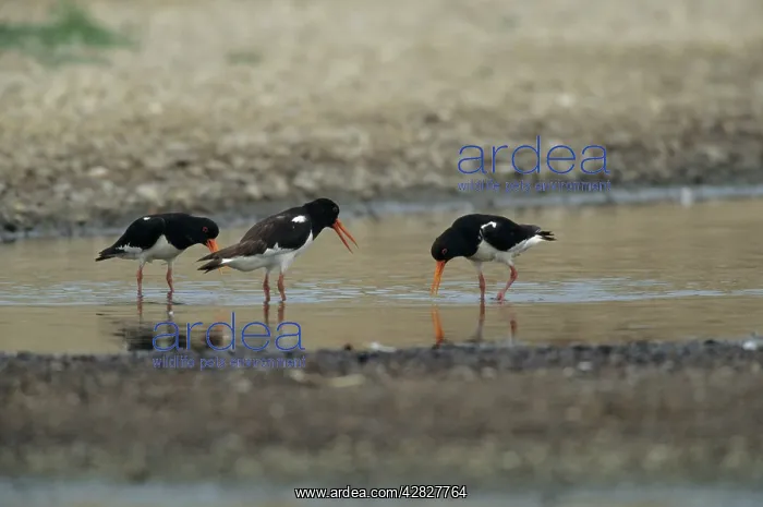 : Oystercatcher - Displaying : Oystercatcher - Displaying