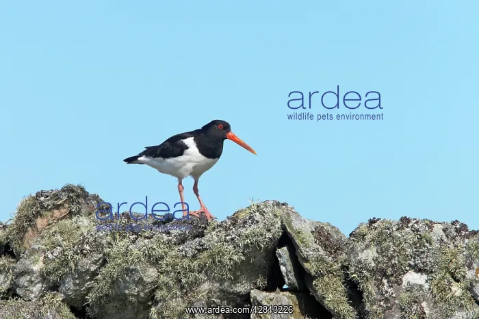 : Oystercatcher - on drystone wall : Oystercatcher - on drystone wall