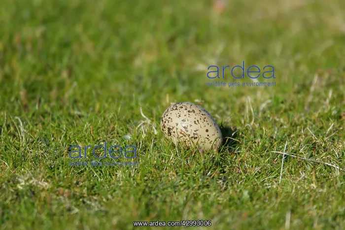  : Oystercatcher - egg laid on grasslabd showing lack of nest