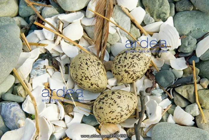  : Oystercatcher - Eggs