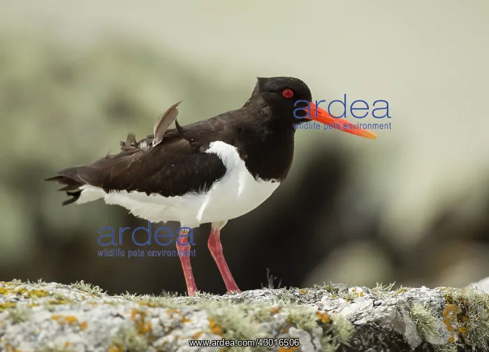 : Oystercatcher with feathers ruffled by the wind : Oystercatcher with feathers ruffled by the wind