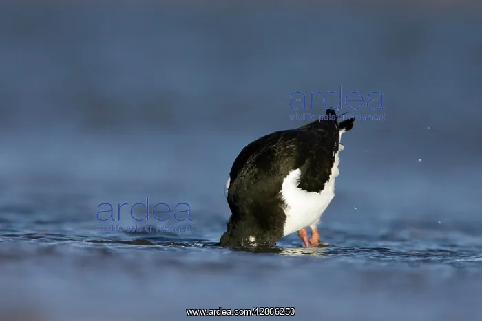 : Oystercatcher - Feeding with head submerged under water : Oystercatcher - Feeding with head submerged under water