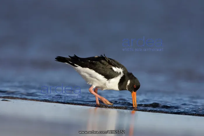 : Oystercatcher - Feeding on morsels washed in by : Oystercatcher - Feeding on morsels washed in by