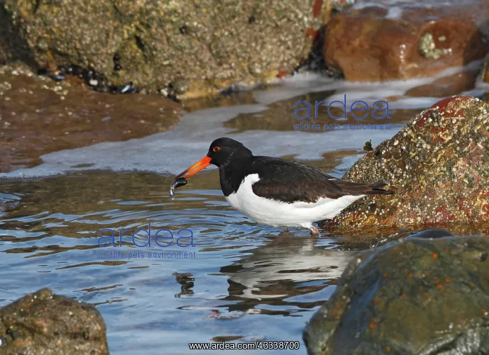 : Oystercatcher - feeding on mussel : Oystercatcher - feeding on mussel