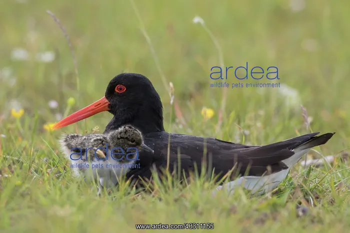 : Oystercatcher - female warming chick - Germany : Oystercatcher - female warming chick - Germany
