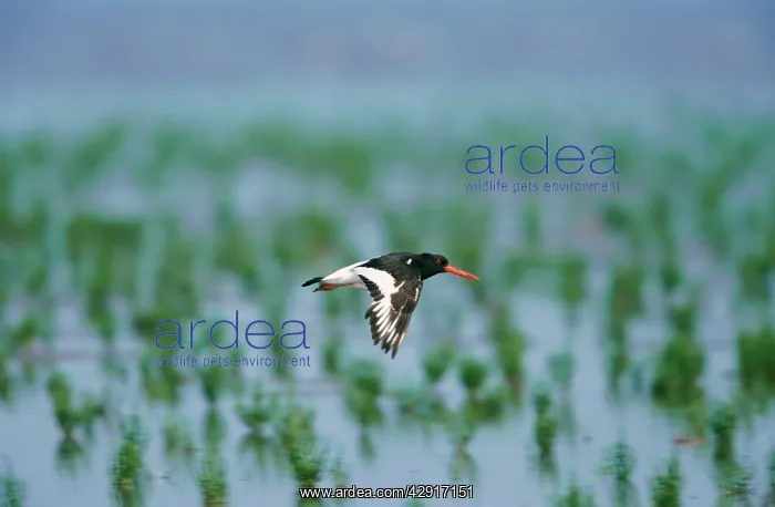 : OYSTERCATCHER - in flight : OYSTERCATCHER - in flight