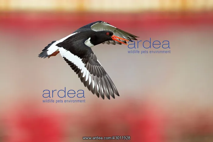 : Oystercatcher - in flight : Oystercatcher - in flight