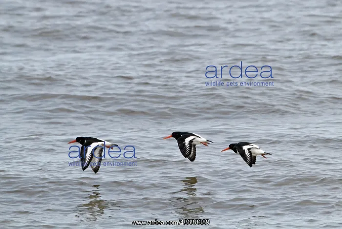 : Oystercatcher - three in flight : Oystercatcher - three in flight