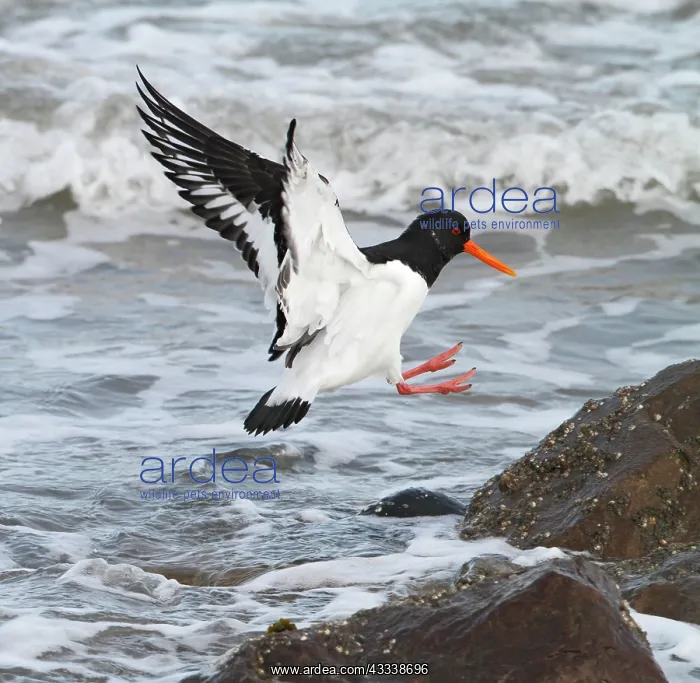 : Oystercatcher - in flight landing on rock : Oystercatcher - in flight landing on rock