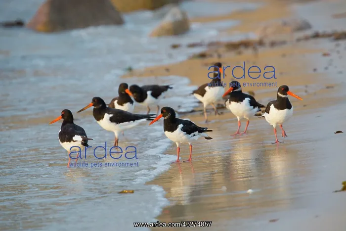 : Oystercatcher - flock on beach : Oystercatcher - flock on beach