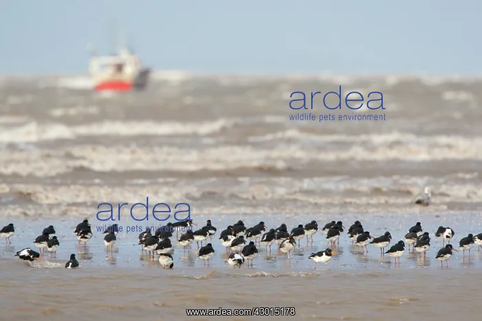 : Oystercatcher flock on beach with sea and boat : Oystercatcher flock on beach with sea and boat