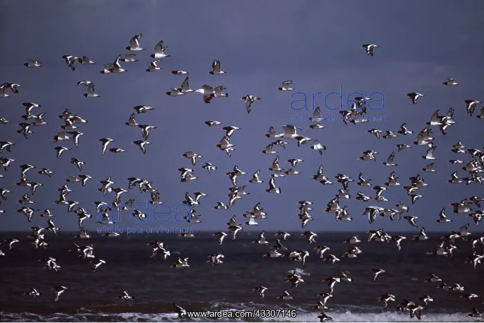 : OYSTERCATCHER - flock in flight : OYSTERCATCHER - flock in flight