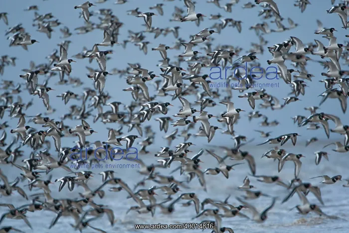 : Oystercatcher flock in flight over the sea : Oystercatcher flock in flight over the sea