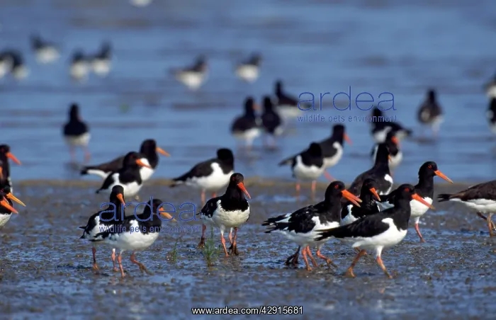: OYSTERCATCHER - in a group, wading : OYSTERCATCHER - in a group, wading