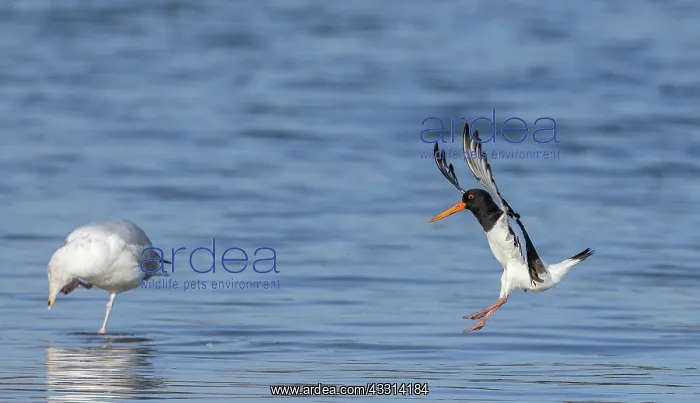 : Oystercatcher, Haematopus ostralegus, in flight : Oystercatcher, Haematopus ostralegus, in flight