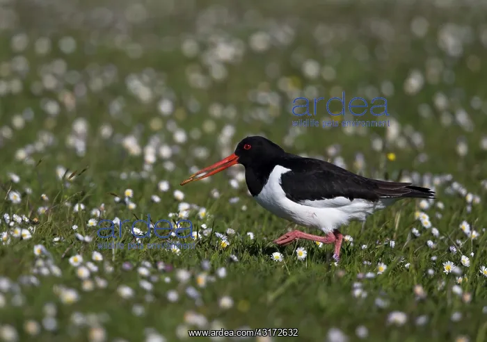 : Oystercatcher ( Haematopus ostralegus) with a prey : Oystercatcher ( Haematopus ostralegus) with a prey