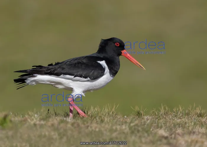 : Oystercatcher (Haematopus ostralegus) standing in : Oystercatcher (Haematopus ostralegus) standing in