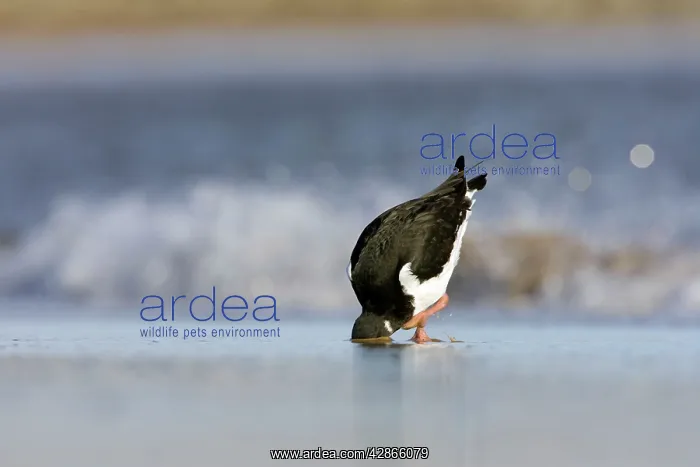 : Oystercatcher - With head and bill buried deep : Oystercatcher - With head and bill buried deep
