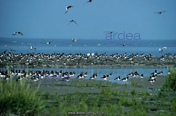 : Oystercatcher - At high tide : Oystercatcher - At high tide