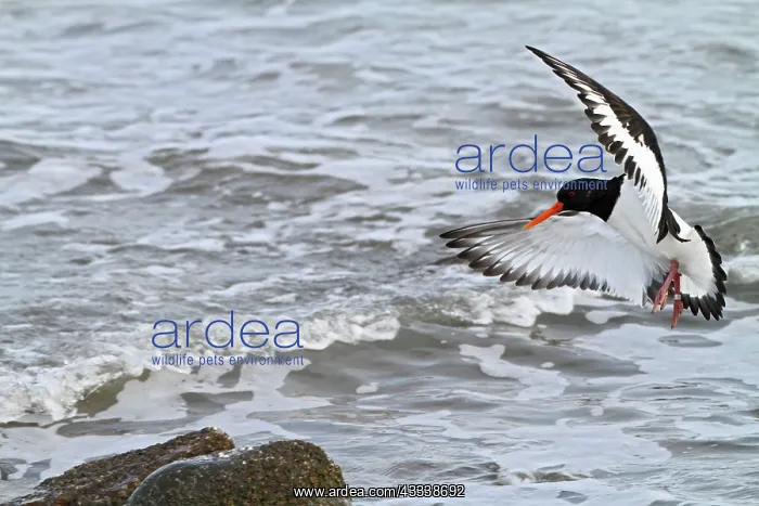 : Oystercatcher - landing on rock : Oystercatcher - landing on rock