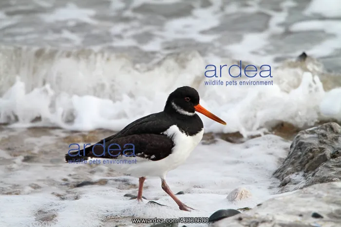 : Oystercatcher - looking for food : Oystercatcher - looking for food