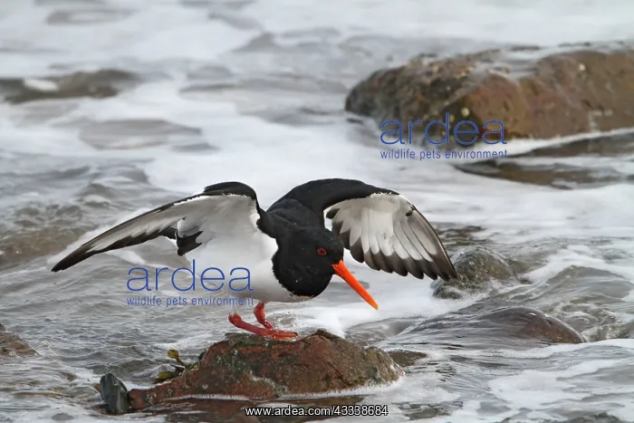 : Oystercatcher - looking for food : Oystercatcher - looking for food