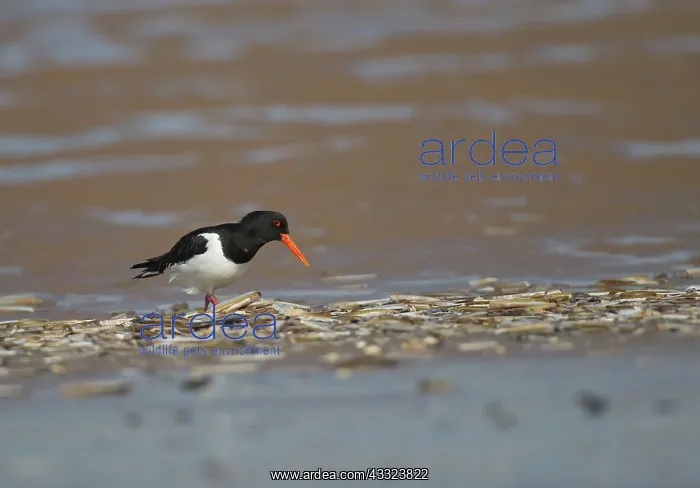  : Oystercatcher - looking for food among razor-shells