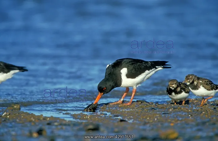 : Oystercatcher - With mussel : Oystercatcher - With mussel