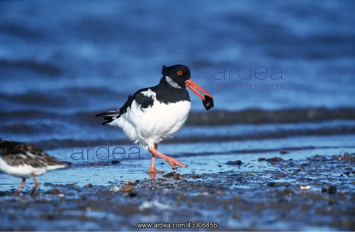 : OYSTERCATCHER - with mussel in beak : OYSTERCATCHER - with mussel in beak