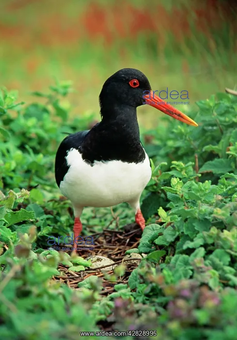 : OYSTERCATCHER - at nest : OYSTERCATCHER - at nest