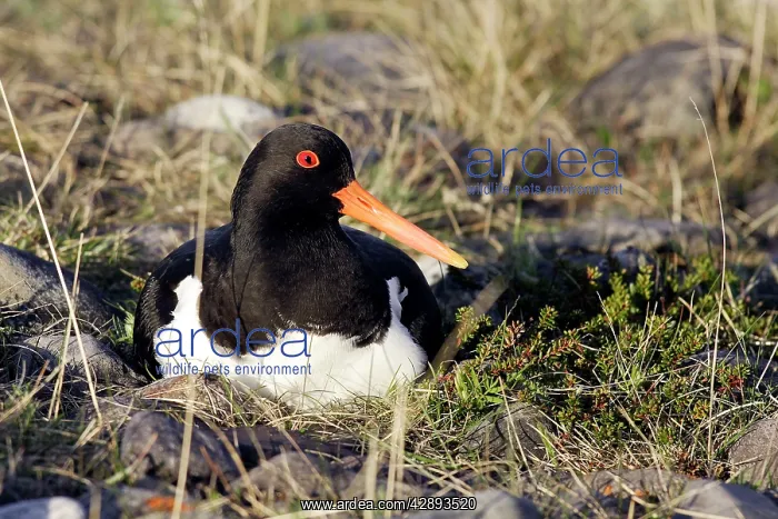 : Oystercatcher - at nest : Oystercatcher - at nest